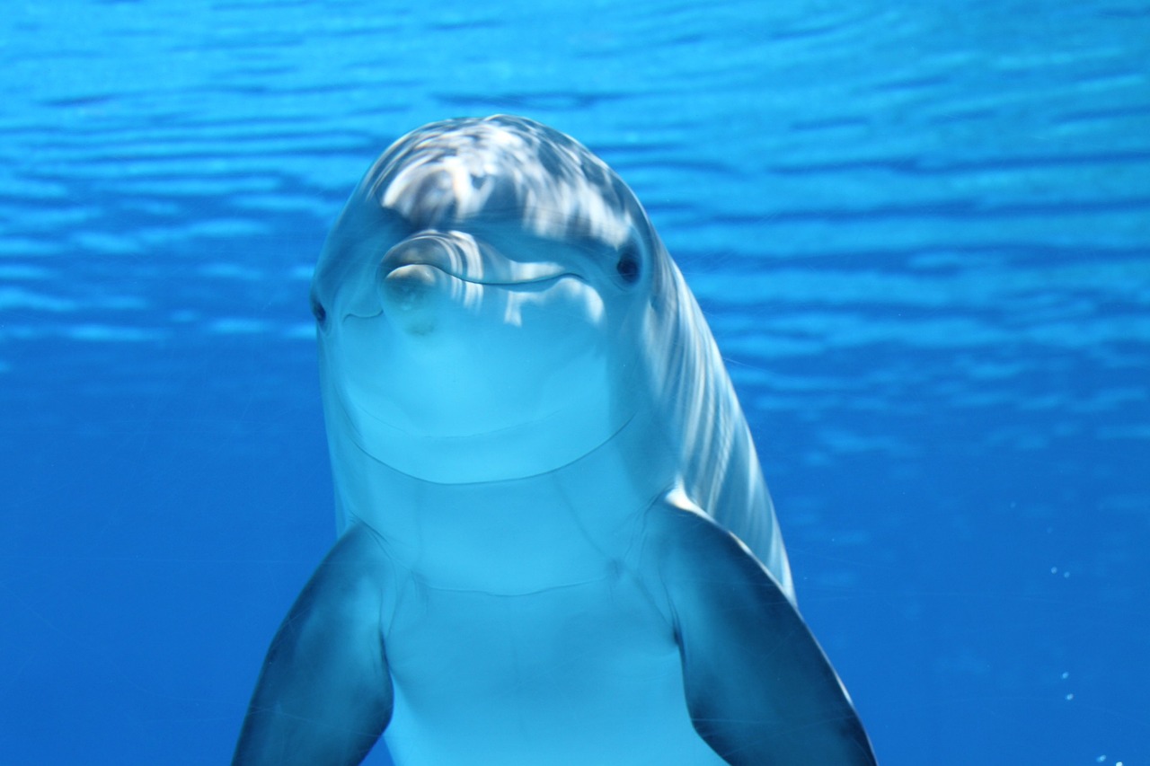 Flipper Zero